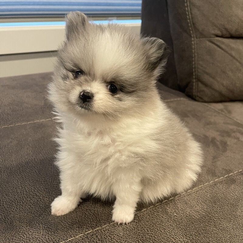 Gertrude the Pomeranian, ATTRACT Media mascot